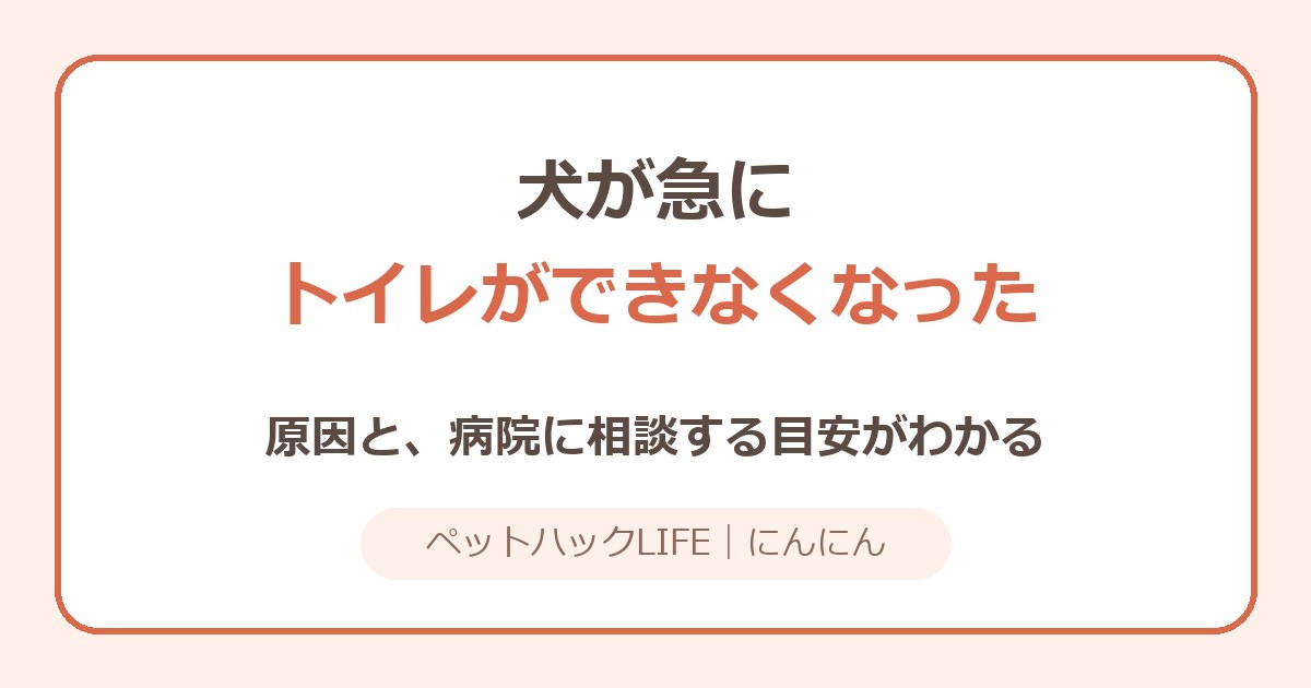 犬が急にトイレができなくなった｜原因と病院の目安