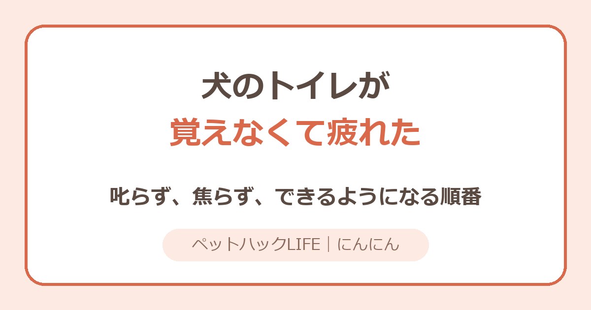 犬のトイレを覚えない…疲れた飼い主さんへ｜叱らない5ステップ
