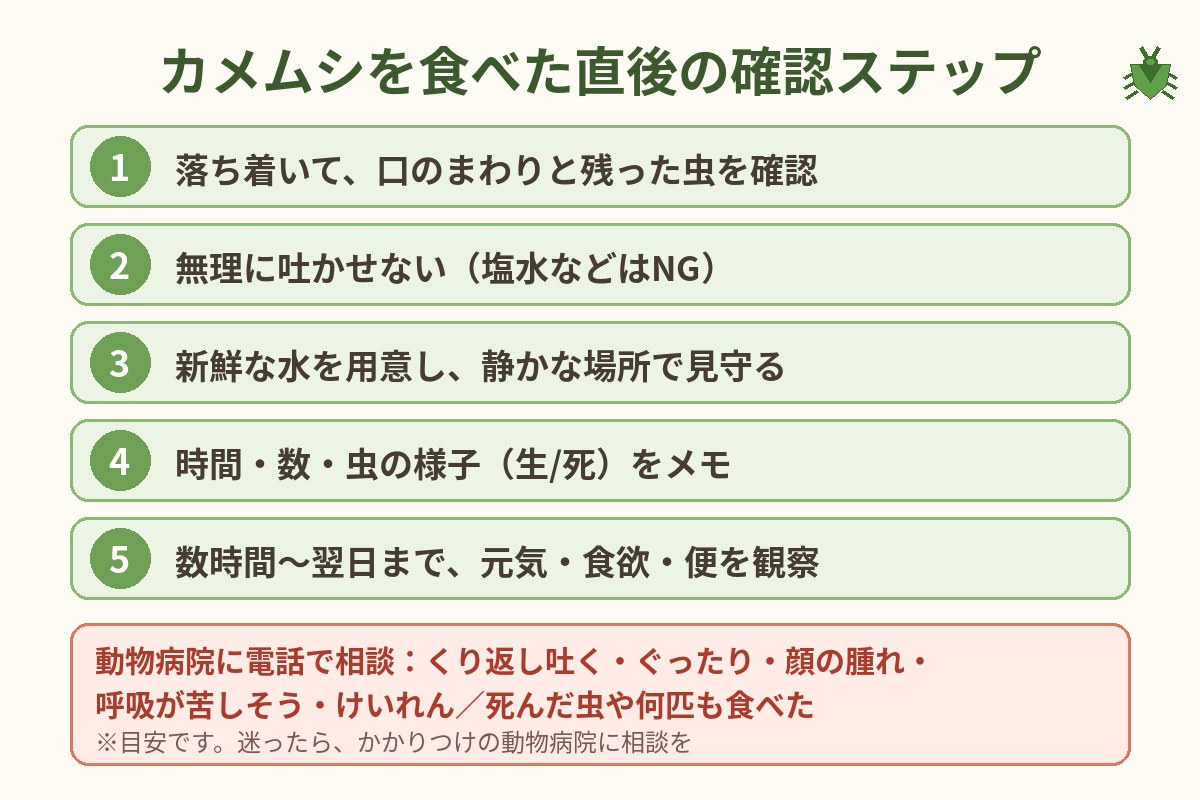猫や犬がカメムシを食べた直後の確認ステップ5つと、動物病院に相談する目安の図